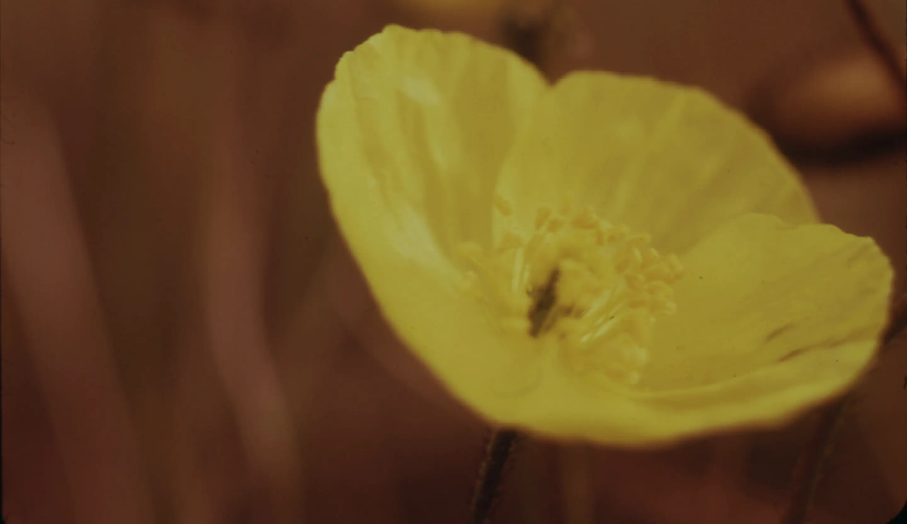 Foto de una flor